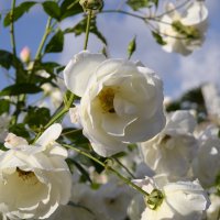 Розы белые в январе :: Александр Деревяшкин
