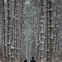 В сосновом бору. :: Марина Соколова