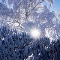 Мороз и солнце... :: Николай 