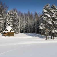 Лесная благость :: Ольга Мансурова