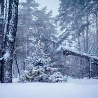 Неожиданно в зимнем лесу. :: Лариса Макарова