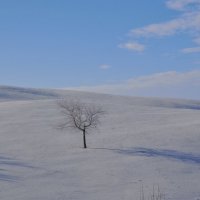 Зимний минимализм. :: Александр Яценко