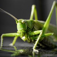 Grasshopper :: A. SMIRNOV
