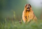 Приглашаем на NATURE PHOTO CAMP 2021