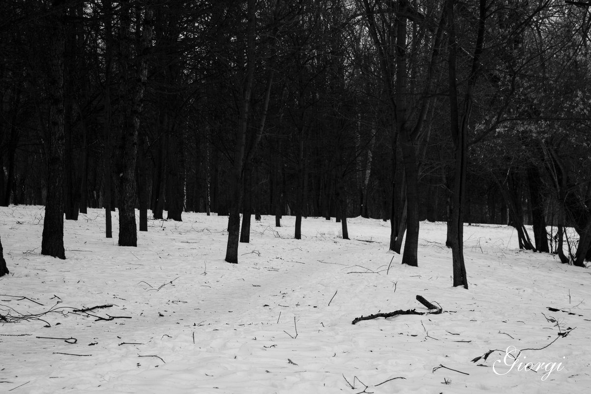 зима в лесу - Георгий 