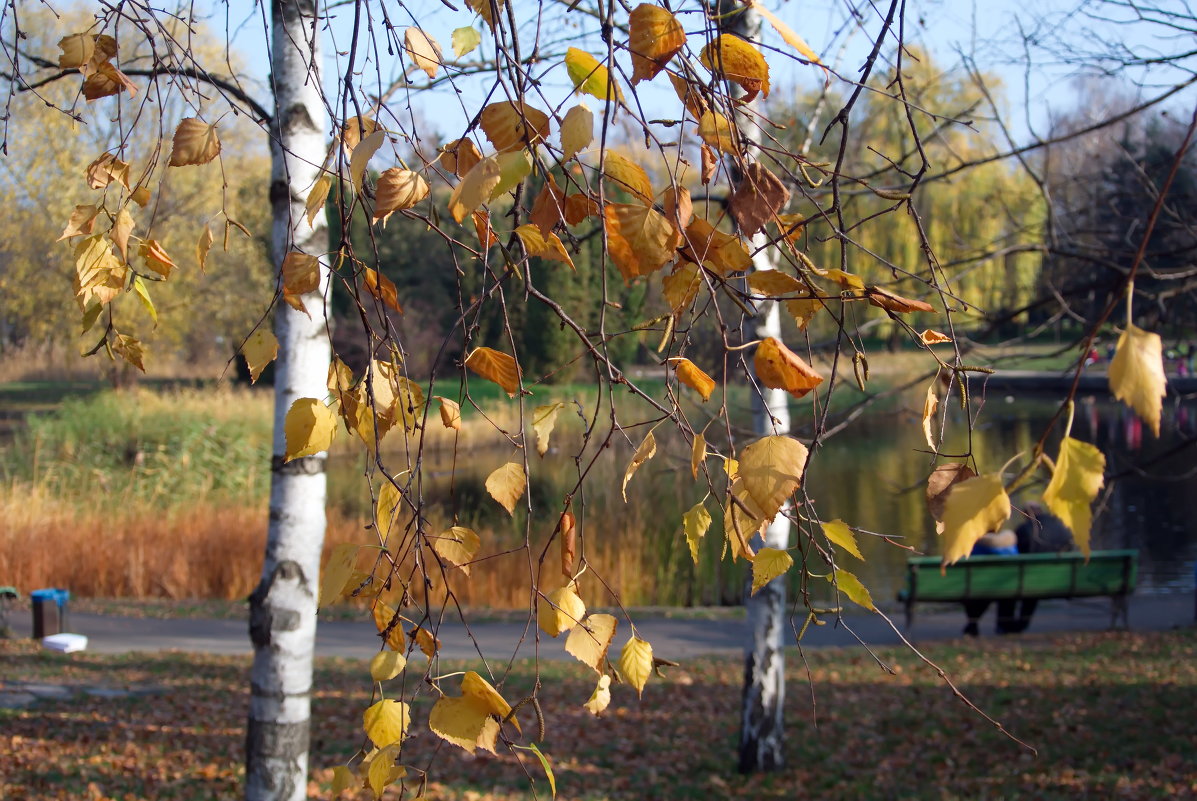 Осень - Алексей 