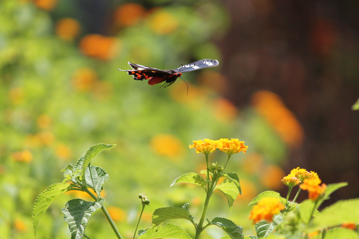 летающий цветок - maikl falkon 