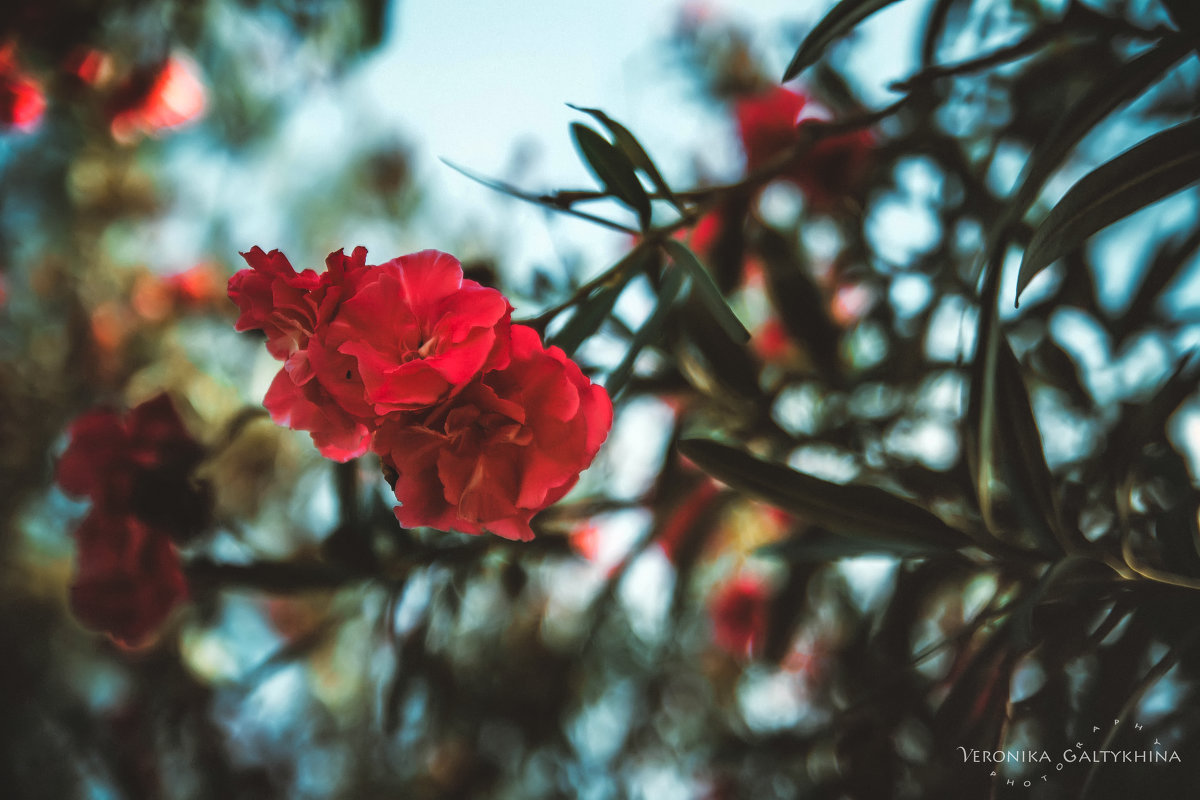 тунисский цветочек - Вероника Галтыхина