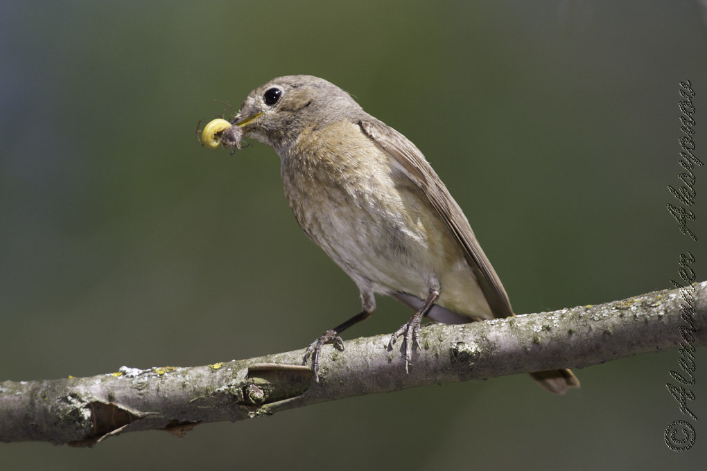 Горихвостка лысушка. Phoenicurus phoenicurus - Александр Аксёнов