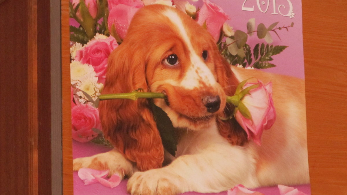 Собачка  с  розой - pavel 