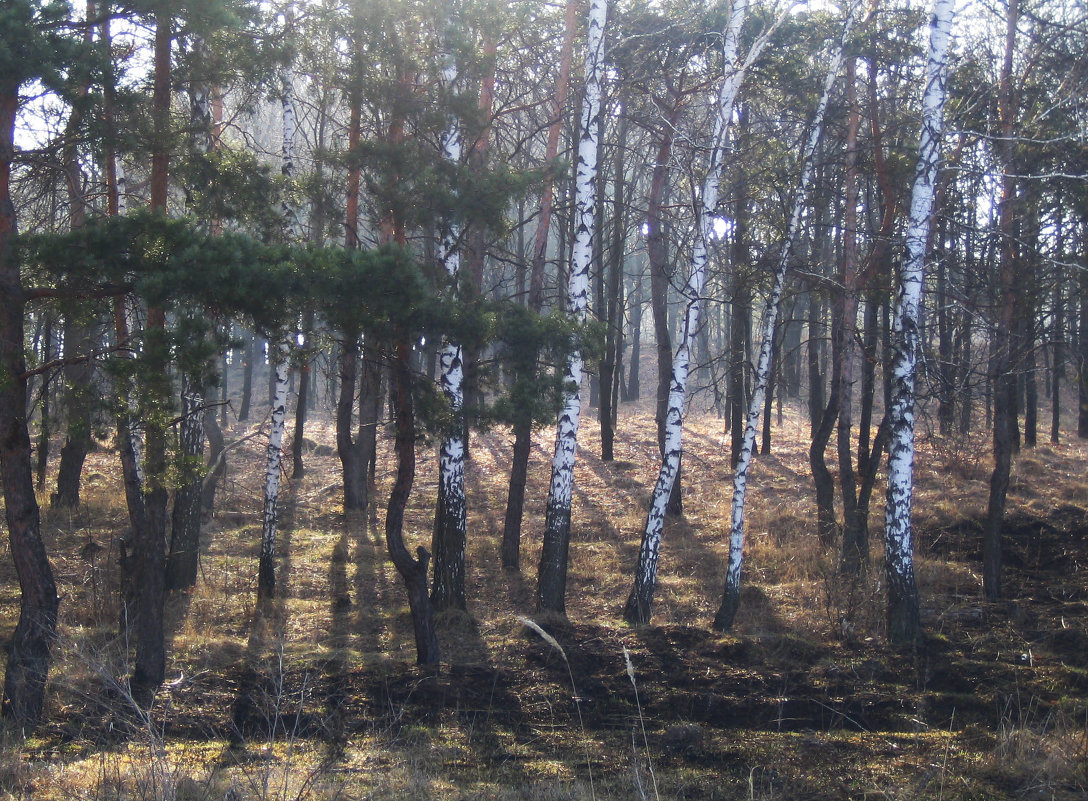 В лесу - Алина Тазова