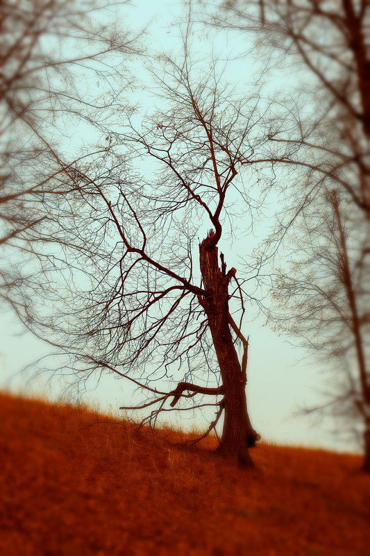 Дерево. - Валерий Молоток