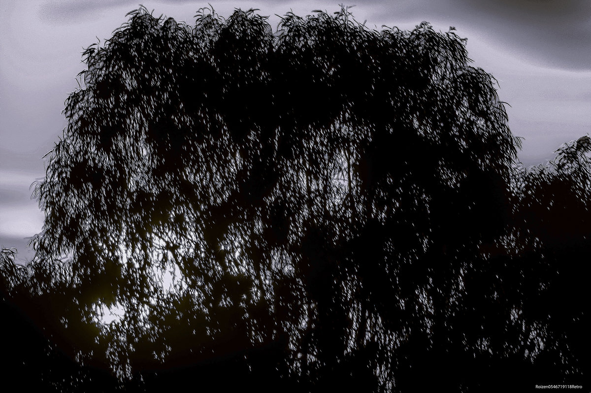 Дерево на закате - Shmual & Vika Retro