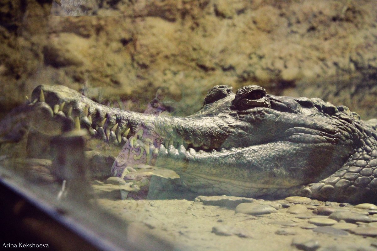 crocodile - Arina Kekshoeva
