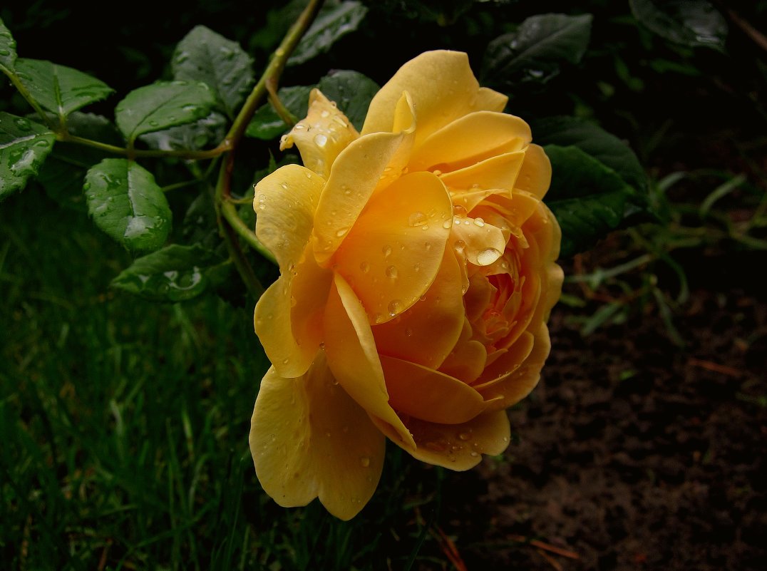 роза чайная - p.osipenko124 