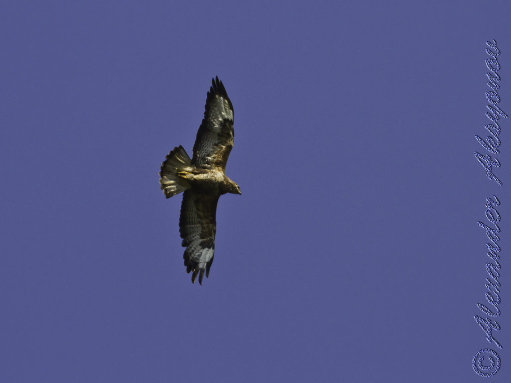 Канюк. Buteo buteo - Александр Аксёнов