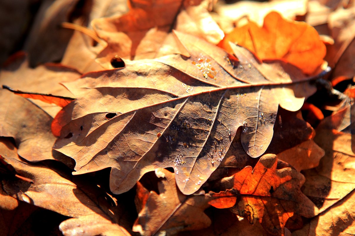 Осенний лист - Ирина 