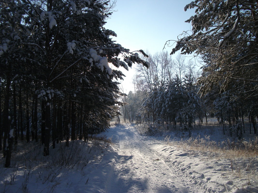 в зимнем лесу - sveta 