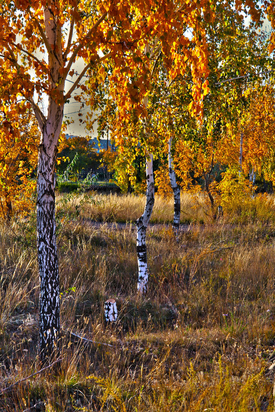 Осень - Нургали Алибаев