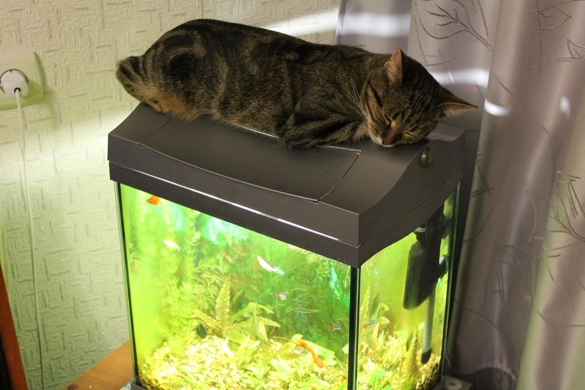 Классика: кошка на аквариуме - 5 - Владимир Мишин