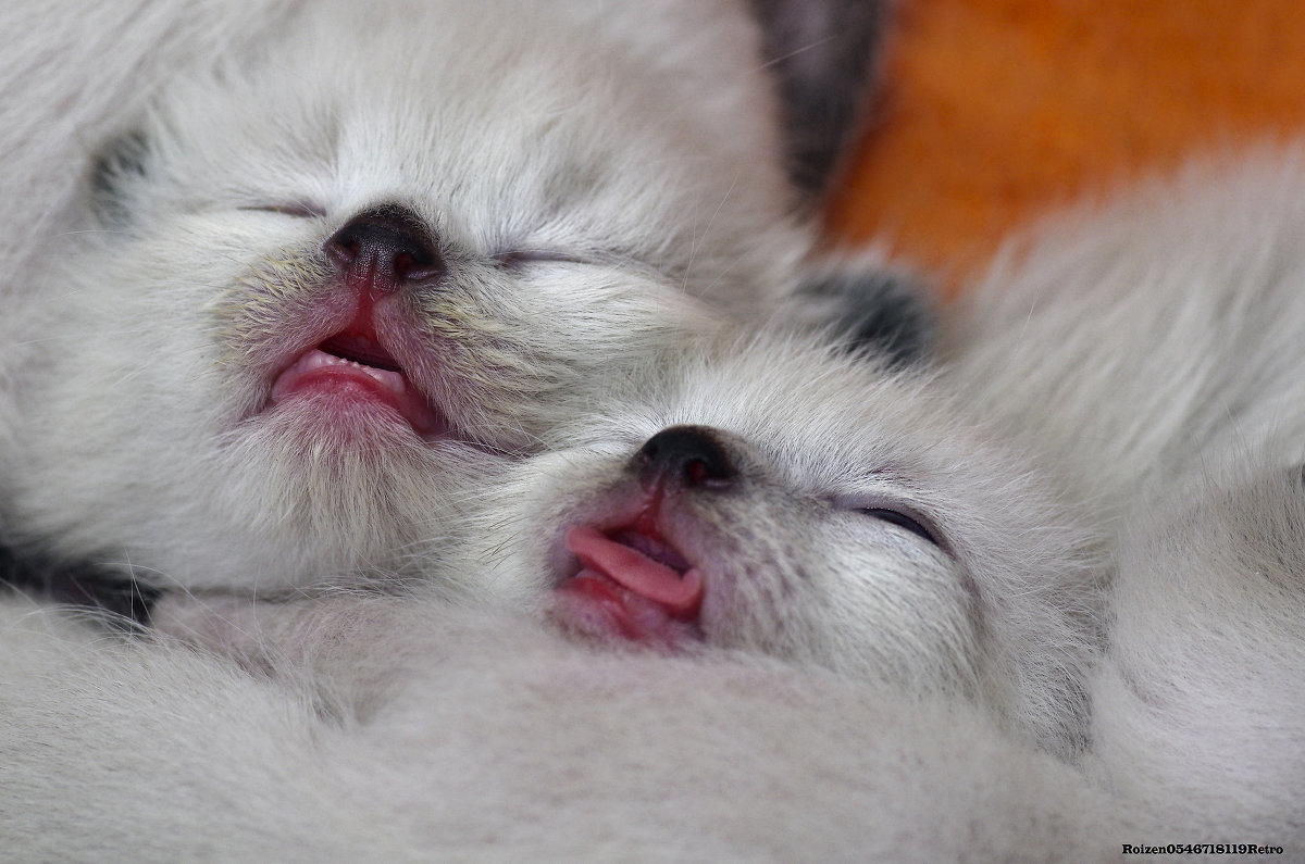 Сон-из серии Кошки очарование мое! - Shmual & Vika Retro