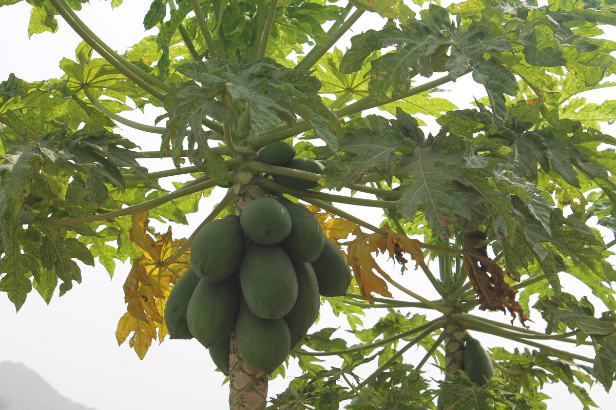 плоды папаи - maikl falkon 