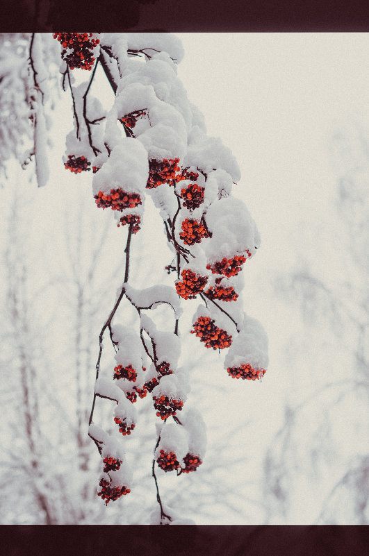 Рябина в снегу - Яна Н.