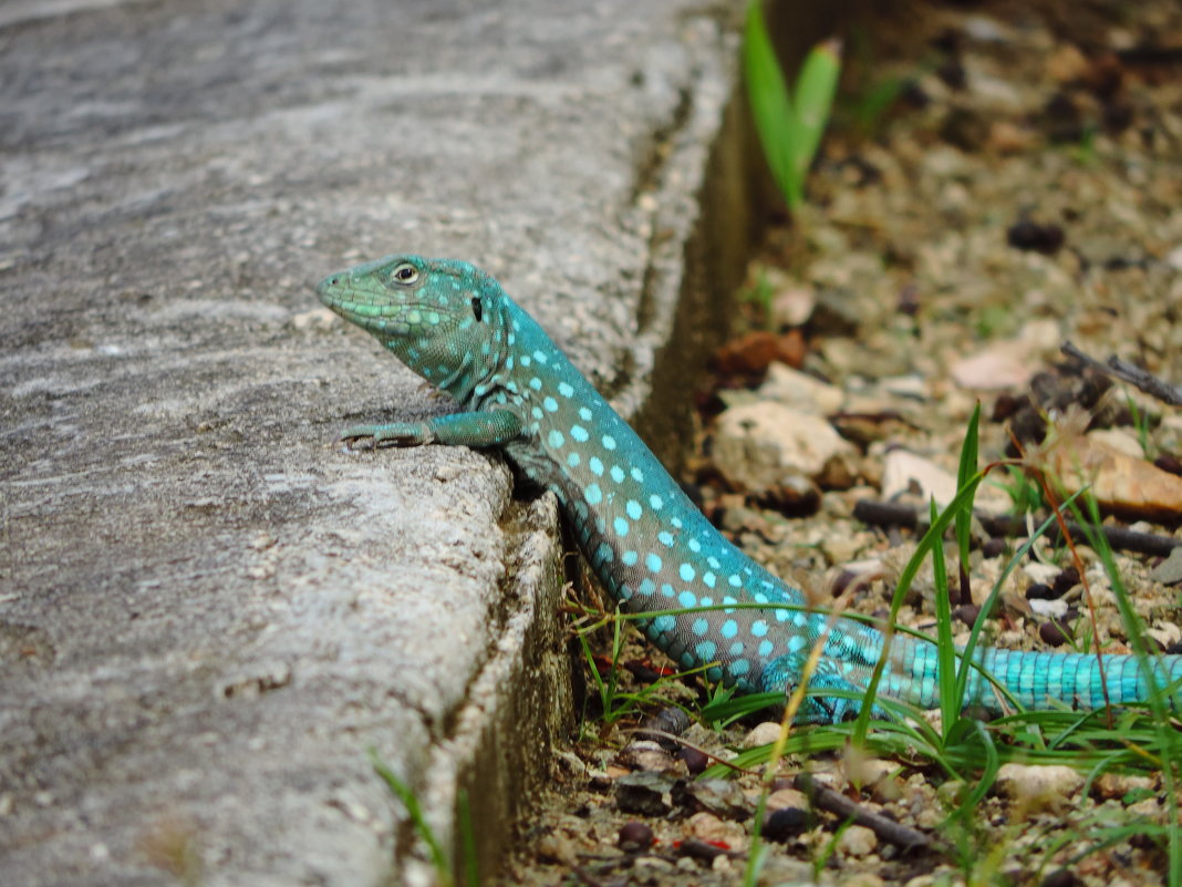 Голубая ящерица (The Whiptail Lizard or Kododo) - Anna L