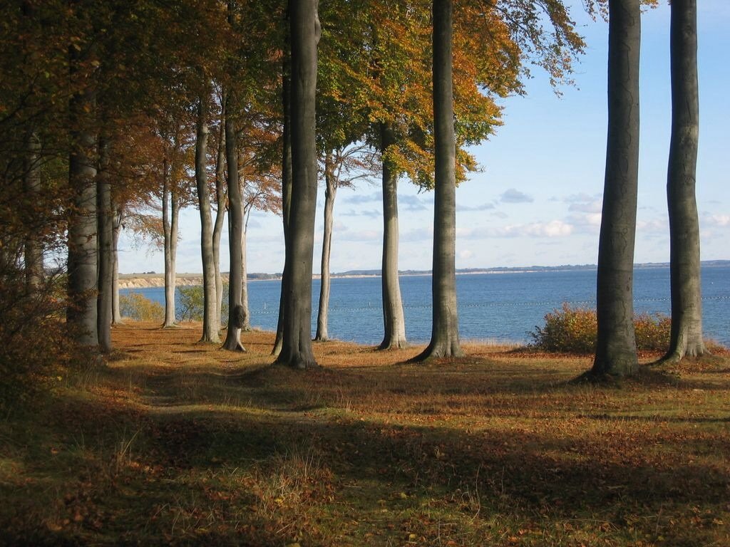 лес у берега моря в Дании - Марат Макс