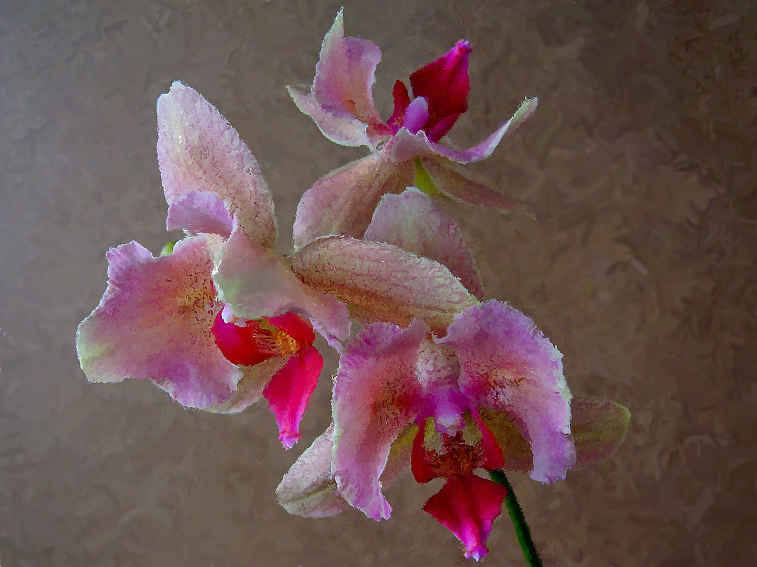 Орхидея - Ирина Приходько