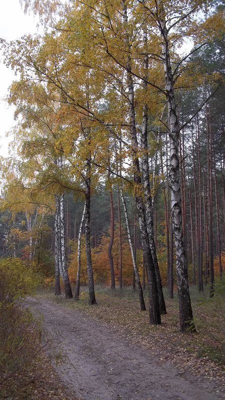 Березы осенью - Надежда Сорокина