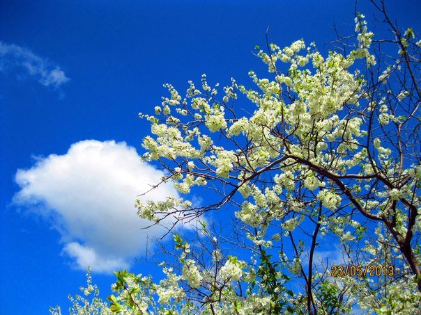облако и цветы - Надежда Калинина