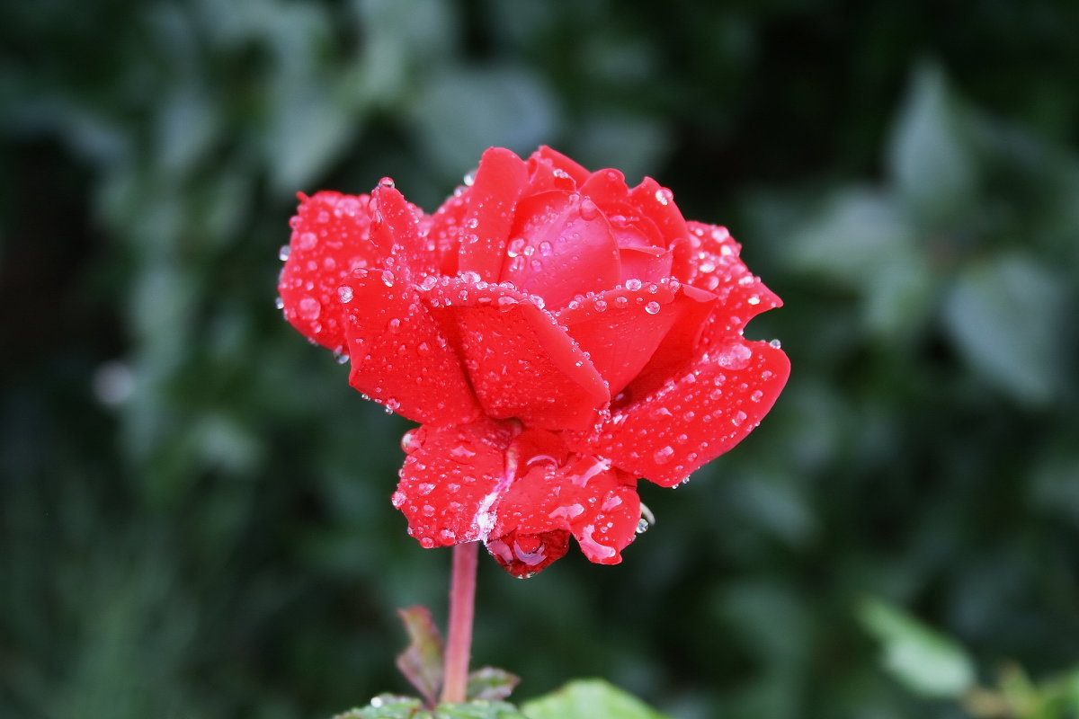 Роза в моем саду - Василий Аникеев