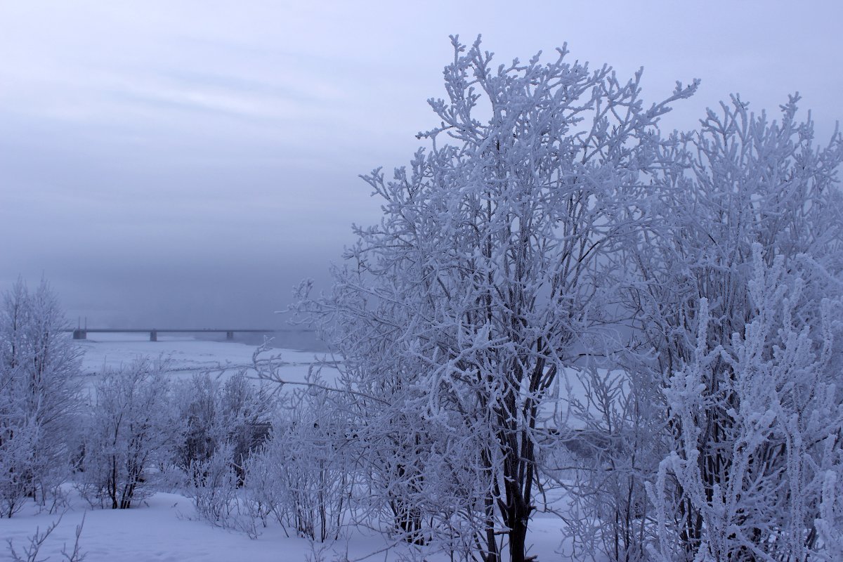 Мороз и ...полярная ночь - Наталья Андреева