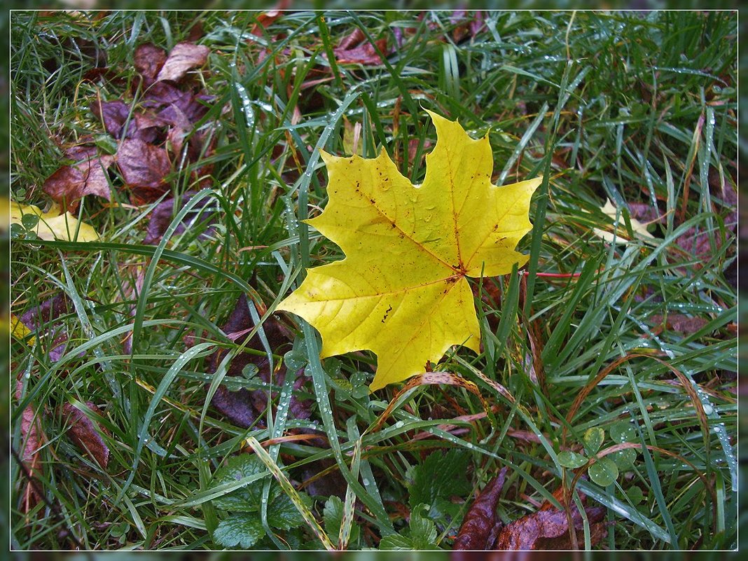 Желтый лист осенний - Андрей Дворников