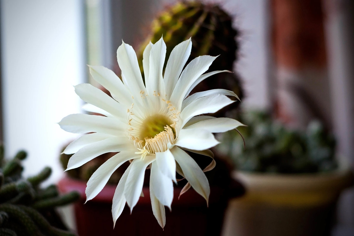 Цветок кактуса - Серёга Одайник
