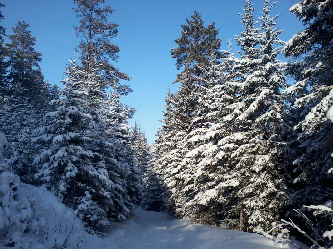 Зима в лесу - sayany0567@bk.ru 