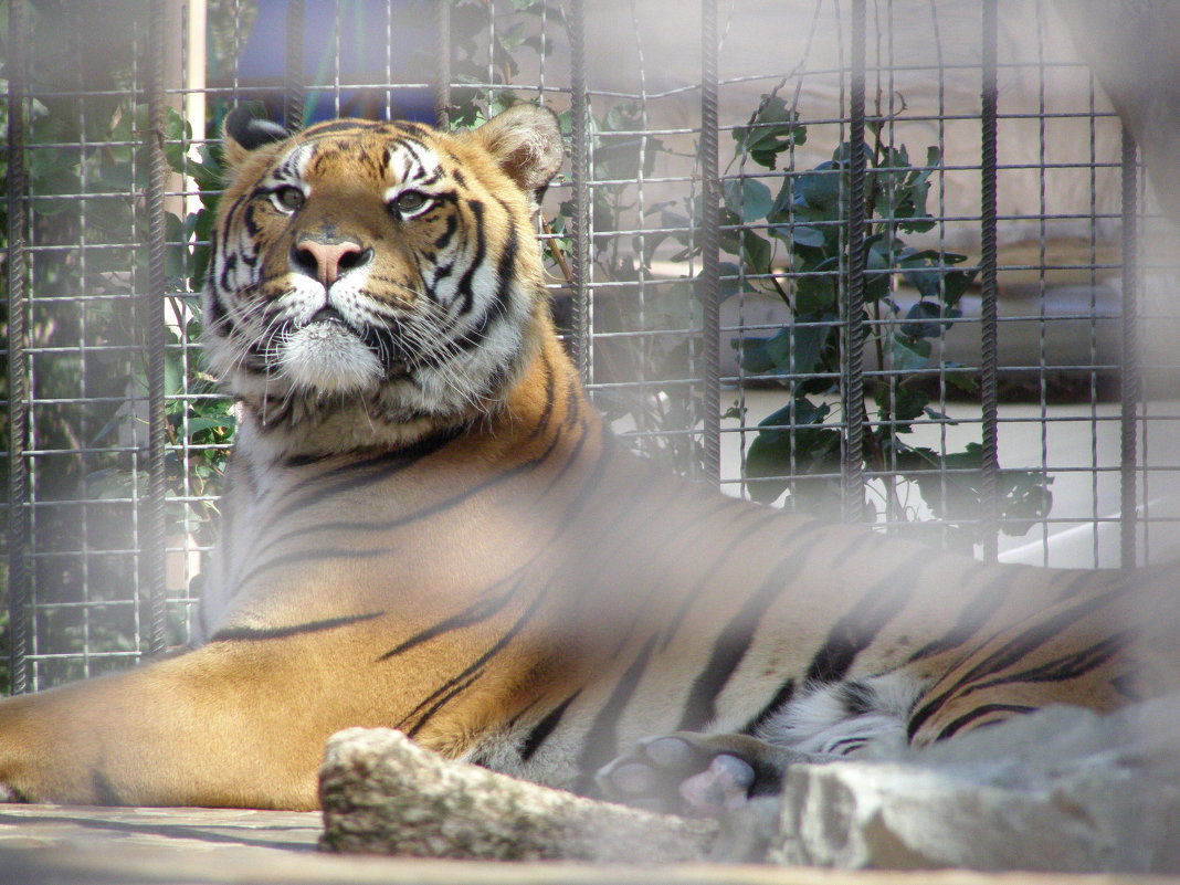 тигр - он и в зоопарке тигр - Александр Рыбко