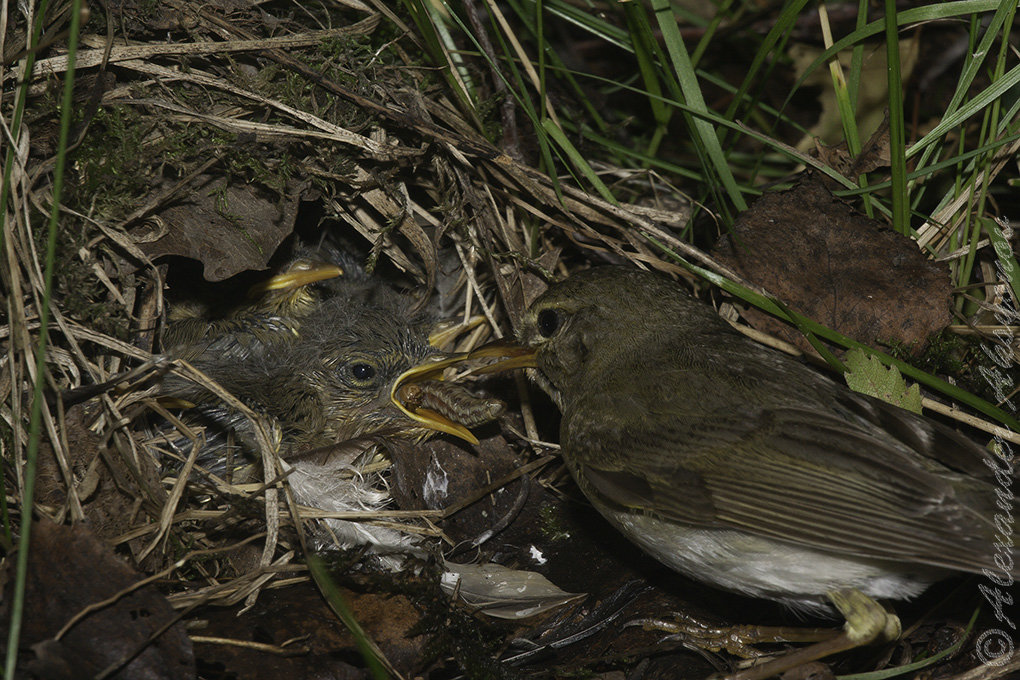 Пеночка зеленая. Phylloscopus trochiloides - Александр Аксёнов