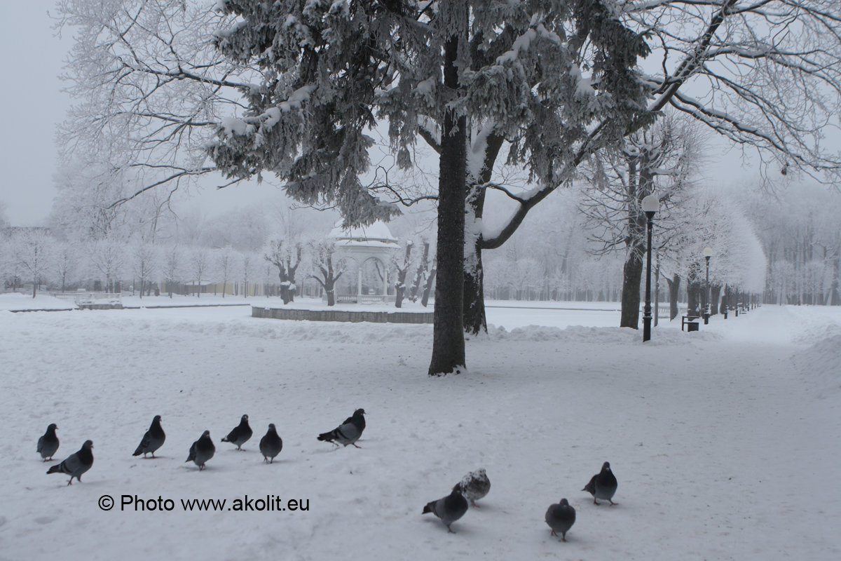 Fotostuudio Akolit, Tallinn - Аркадий  Баранов Arkadi Baranov