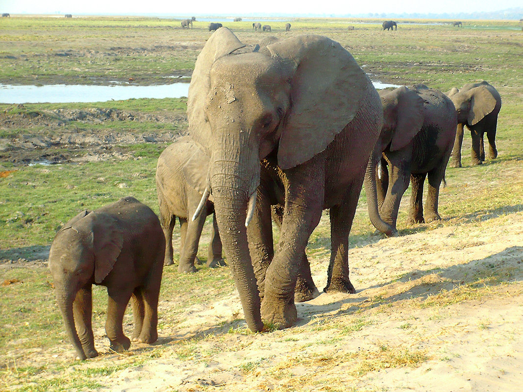 Ботсвана. Слоны на прогулке - Вячеслав М