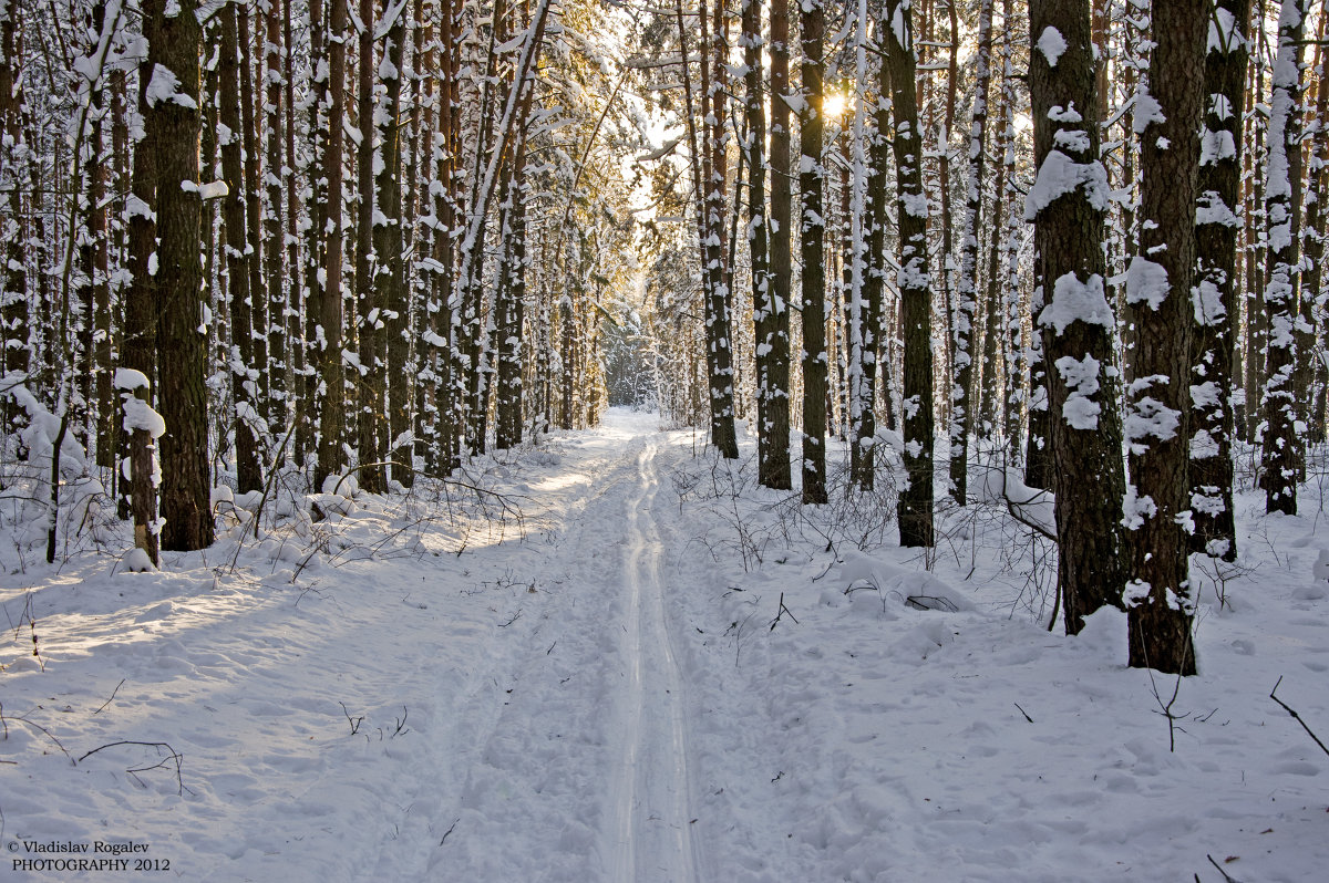 Экскурсия по зимнему лесу