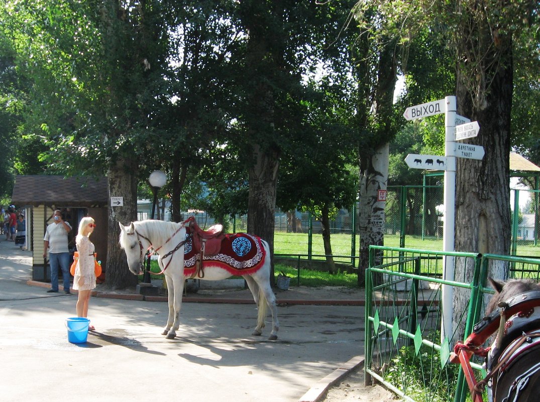 блондинки - Иван Жданов