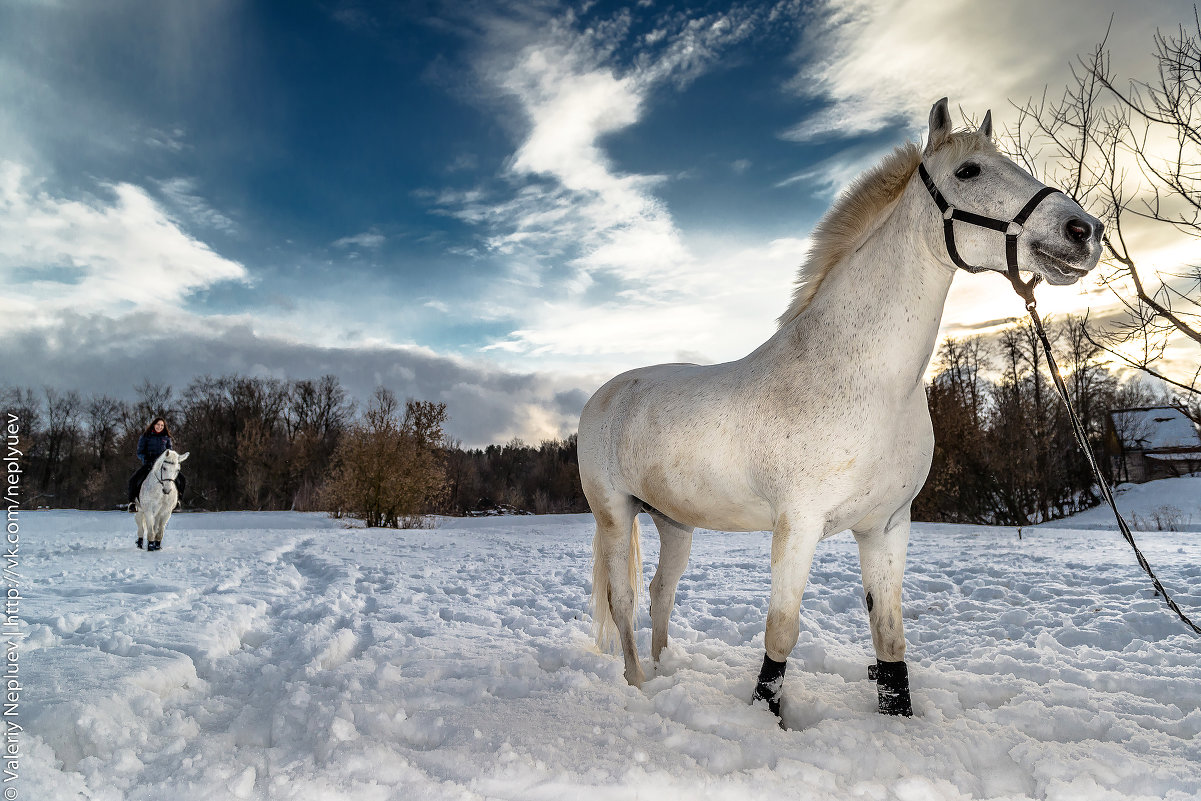 Лошади в поле - Valeriy Nepluev