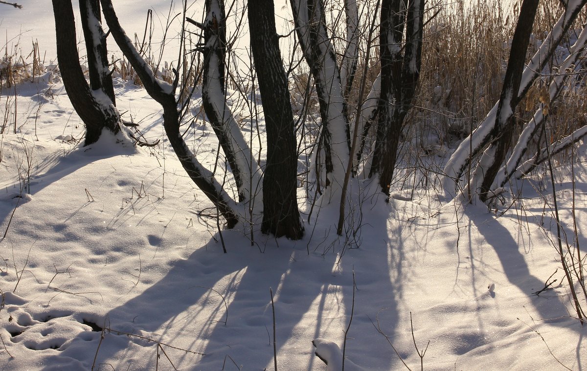 Воскресная прогулка по зиме. " Гуляющие деревья". - Владимир Буравкин