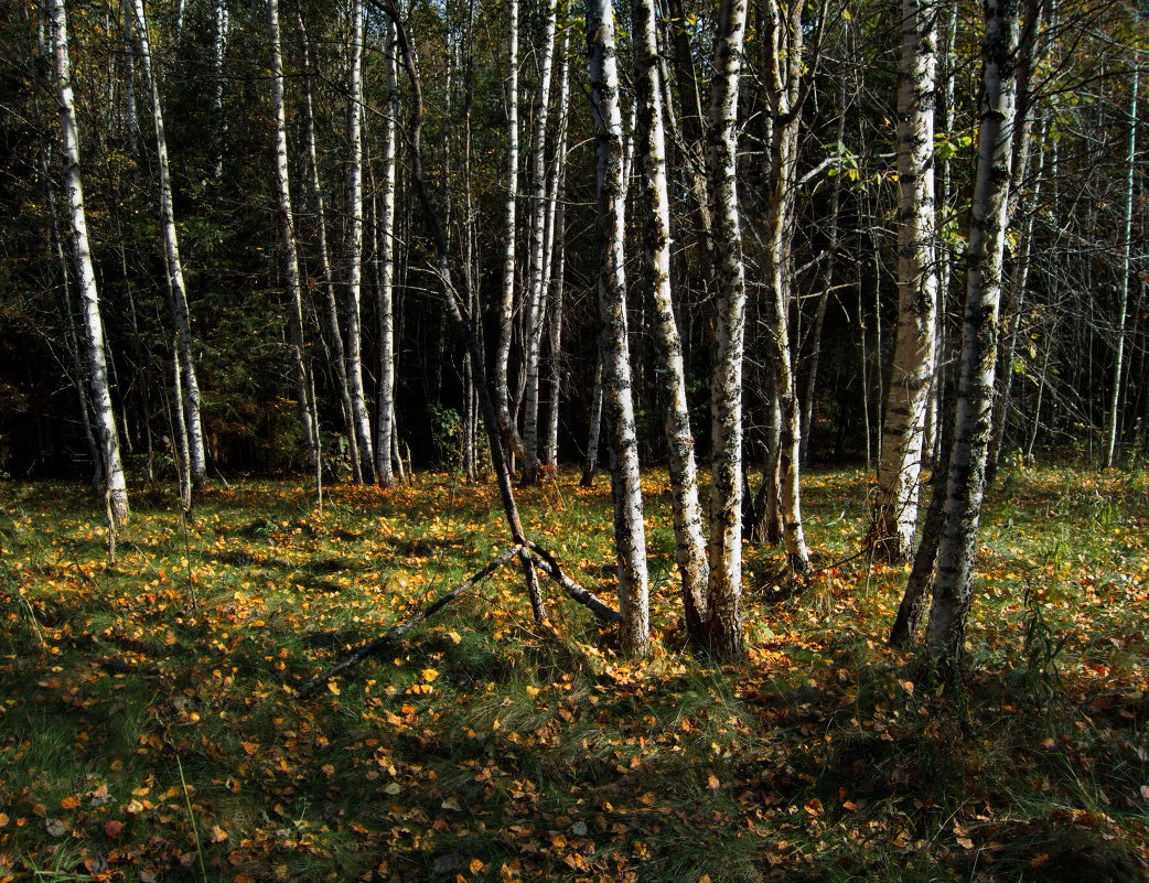 В березняке - Любовь 