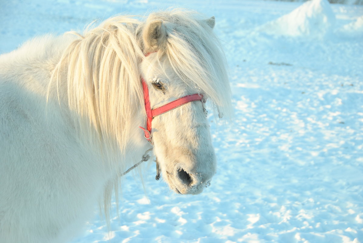 Якутская лошадка - Ксения Угарова