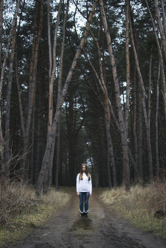 Вечерний лес - ShefPhoto 