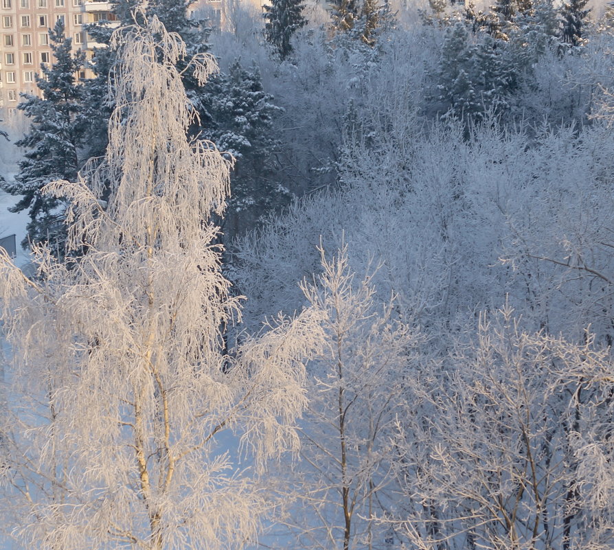 Зимний лес - Юляшка 