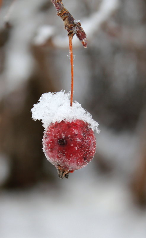 Яблочко в снегу. - Наталья Лунева 